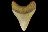 Fossil Megalodon Tooth - North Carolina #131597-2